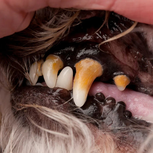 Pearly Paws Wipes - Protects Against Dental Diseases